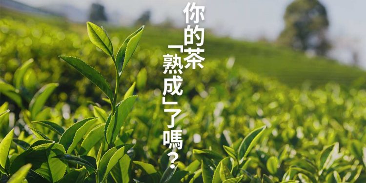 你的茶「熟成」了嗎？